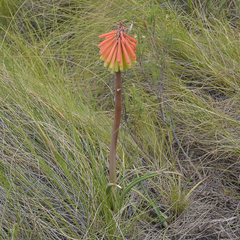Kniphofia stricta