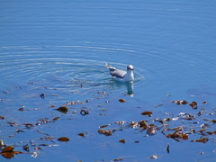 Leucophaeus pipixcan