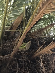 Myiopsitta monachus