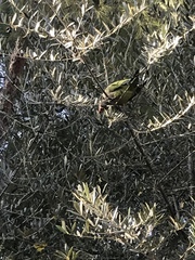 Myiopsitta monachus