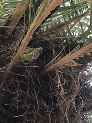 Myiopsitta monachus
