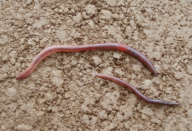 Redhead Worm (Lumbricus rubellus) · iNaturalist