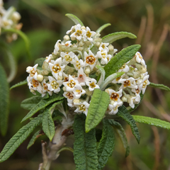 Buddleja loricata