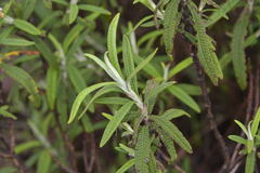Buddleja loricata