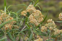 Buddleja loricata