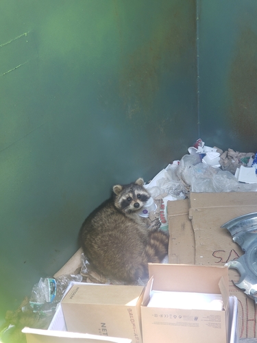 Common Raccoon photographed in Michigan