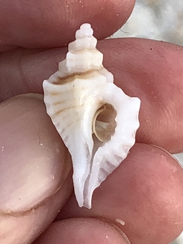Eupleura sulcidentata image