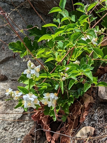 Philadelphus lewisii