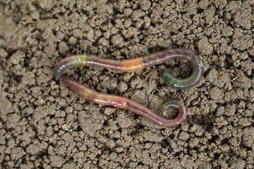 Green Worm, photo 8 of 9