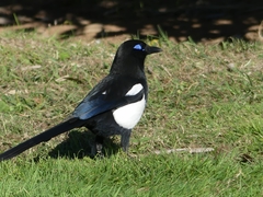 Pica mauritanica