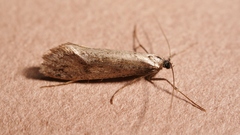 Eriocottis paradoxella