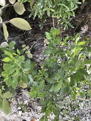 Baccharis halimifolia image
