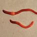 紅叢林蚓 - Photo (c) nzwormdoctor，保留部份權利CC BY-NC