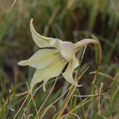 Gladiolus longicollis
