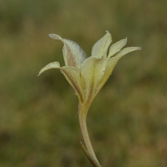 Gladiolus longicollis