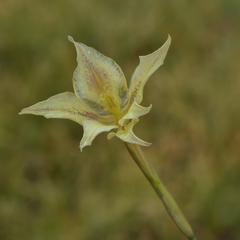 Gladiolus longicollis