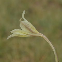 Gladiolus longicollis