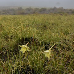 Gladiolus longicollis