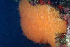Aplidium conicum