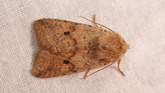 Agrochola blidaensis