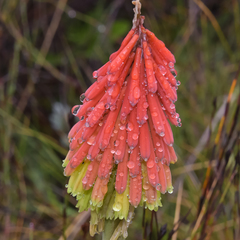 Kniphofia hirsuta