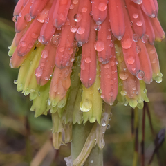 Kniphofia hirsuta