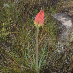 Kniphofia hirsuta