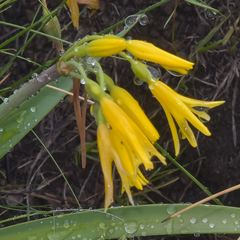 Cyrtanthus breviflorus