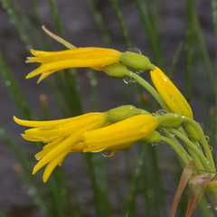 Cyrtanthus breviflorus