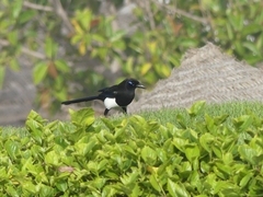 Pica mauritanica