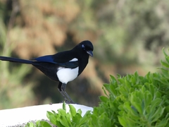 Pica mauritanica