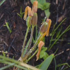 Cyrtanthus breviflorus