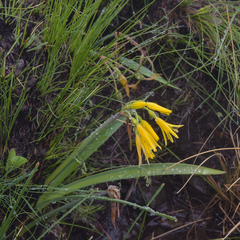 Cyrtanthus breviflorus