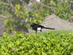 Pica mauritanica