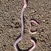 Bristly Earthworms - Photo (c) nzwormdoctor, some rights reserved (CC BY-NC)