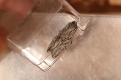 Lithophane leautieri