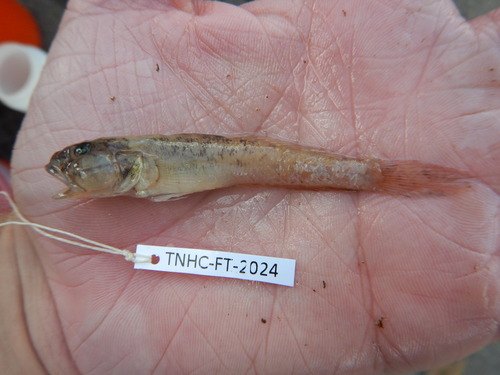 Ctenogobius shufeldti