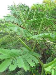 Vachellia tortuosa