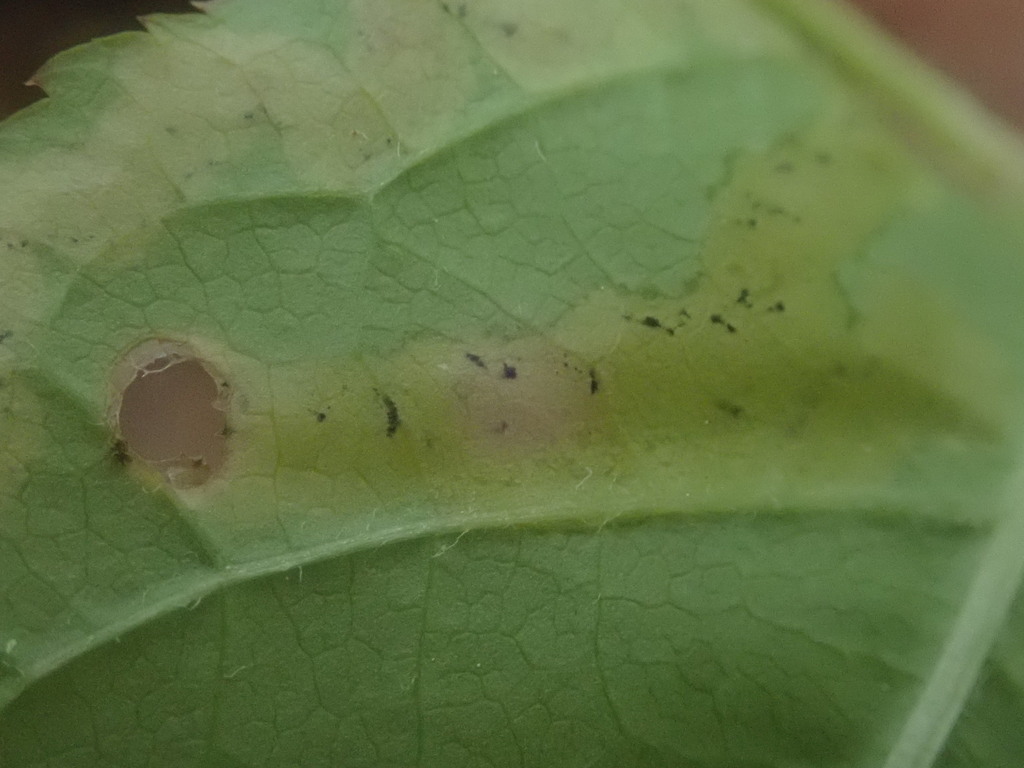 Phytomyza aralivora