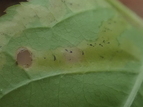 Phytomyza aralivora