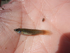 Fundulus chrysotus
