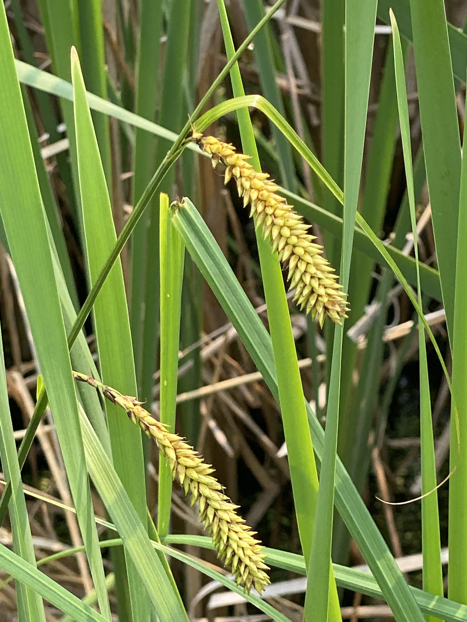 Carex lacustris