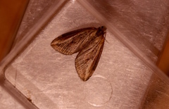 Chesias legatella