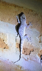 Hemidactylus platycephalus