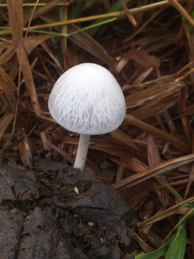 Panaeolus antillarum · June 2023 · photo: © deboas (iNaturalist, cc0)