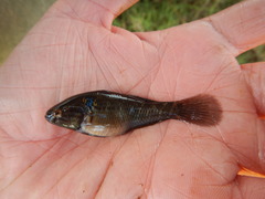 Dormitator maculatus