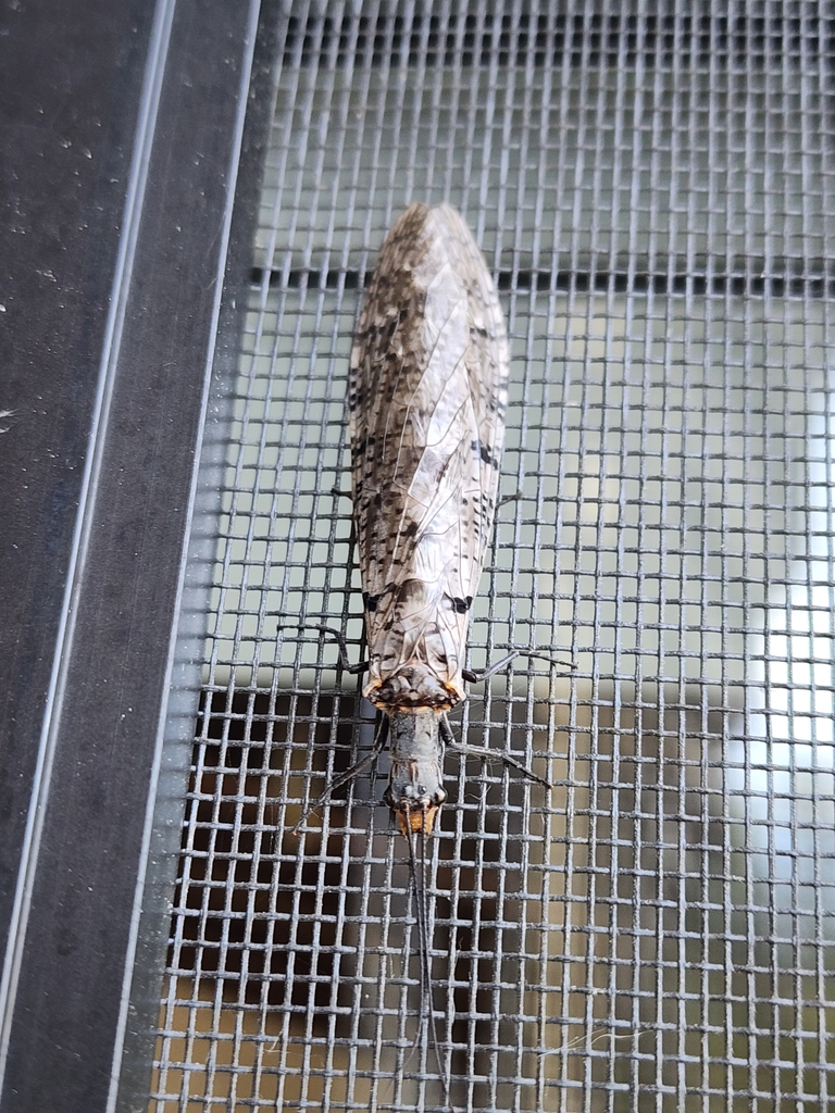 Protochauliodes aridus