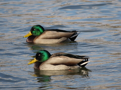 Anas platyrhynchos