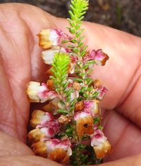 Erica corydalis