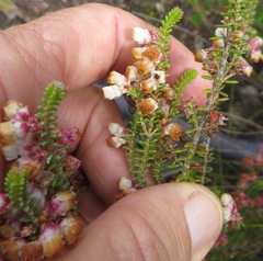 Erica corydalis